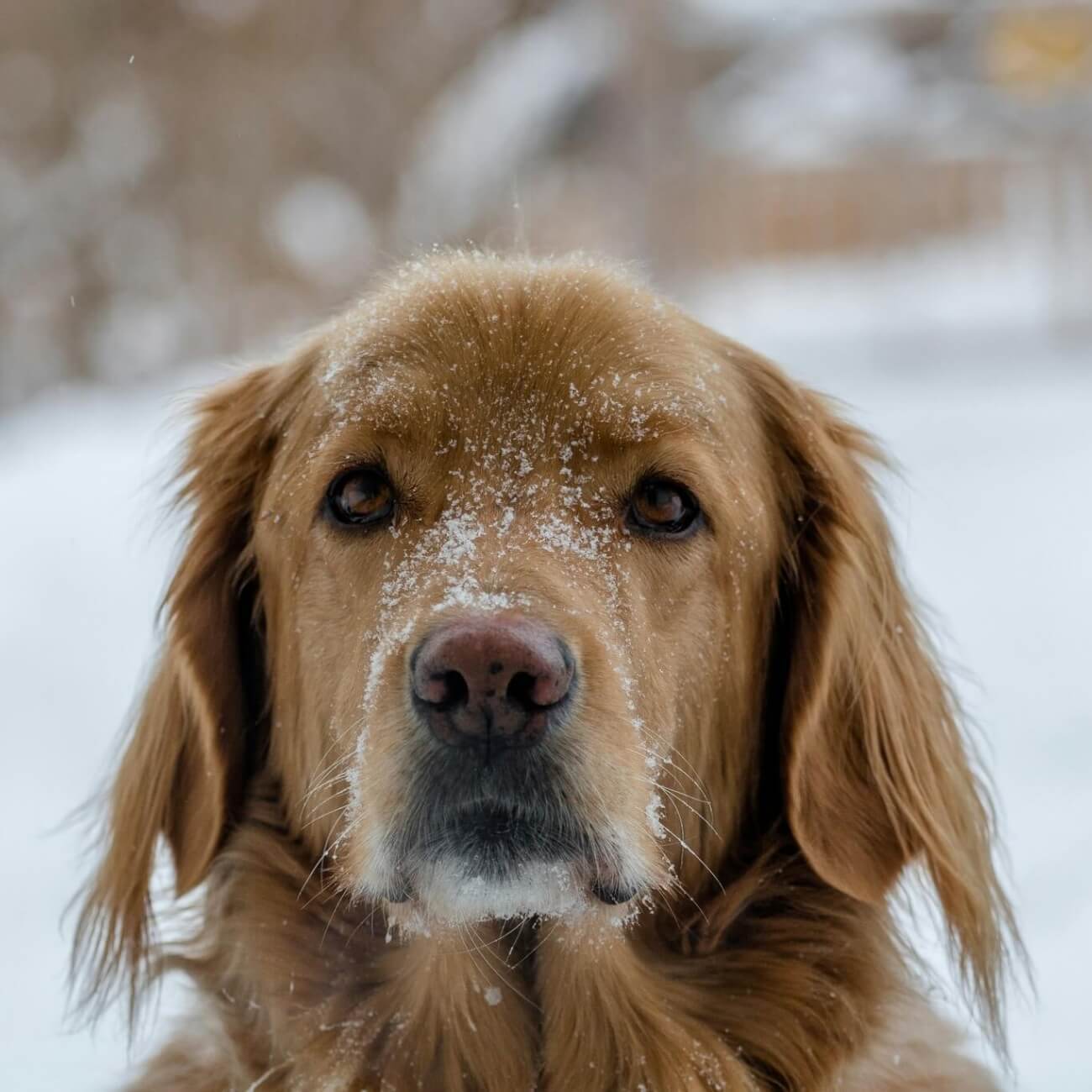 Leeucollection blog - Festive Favourites in the Lake District | Christmas at Linthwaite House 2