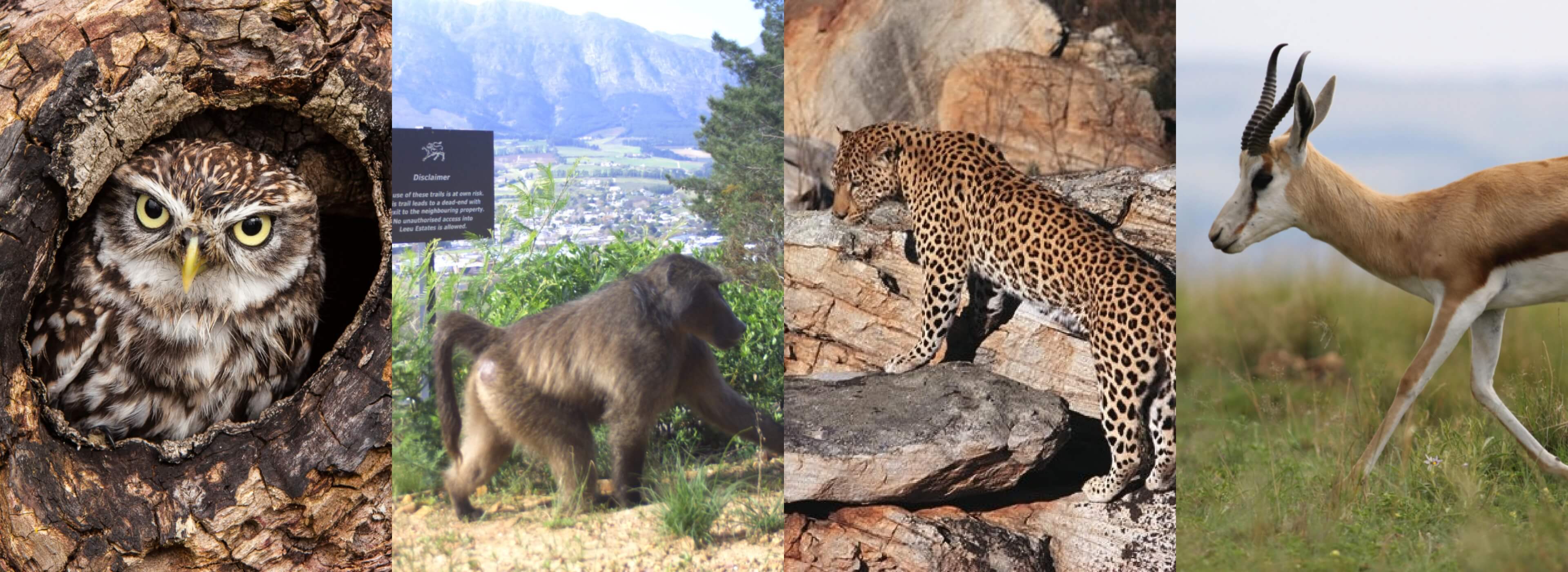 Leeucollection blog - The Leeu Big 5: Wildlife at Leeu Estates hero slide 1