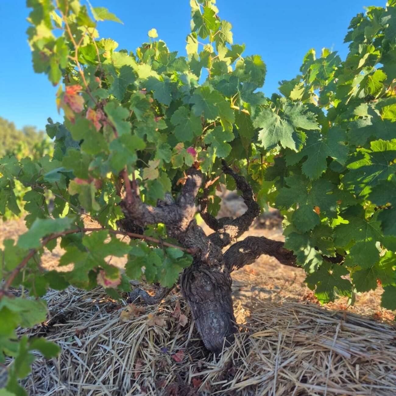 Leeucollection blog - 2025 Leeu Passant Harvest: A Vintage to Watch 3