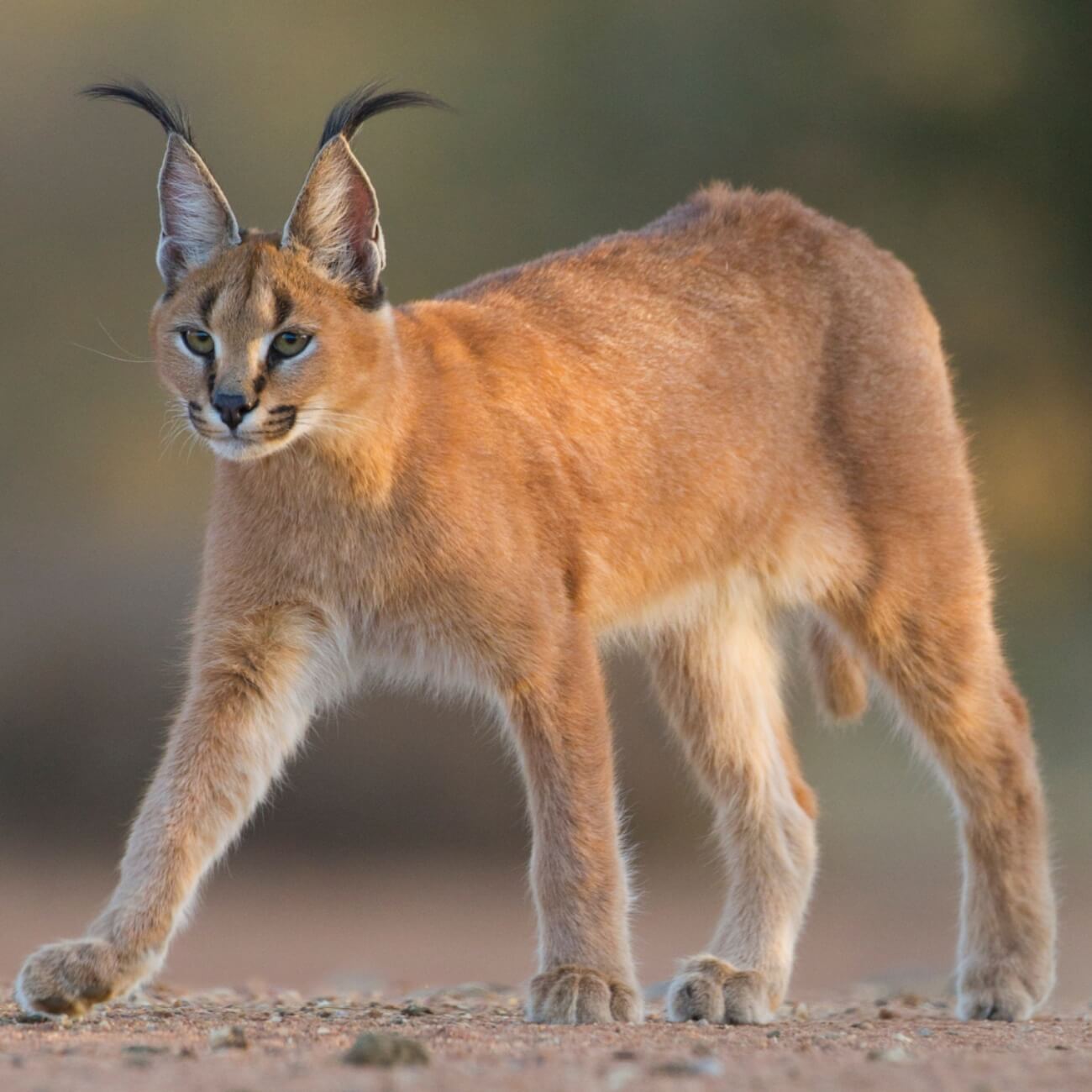 Leeucollection blog - Leeu Collection Wildlife 1