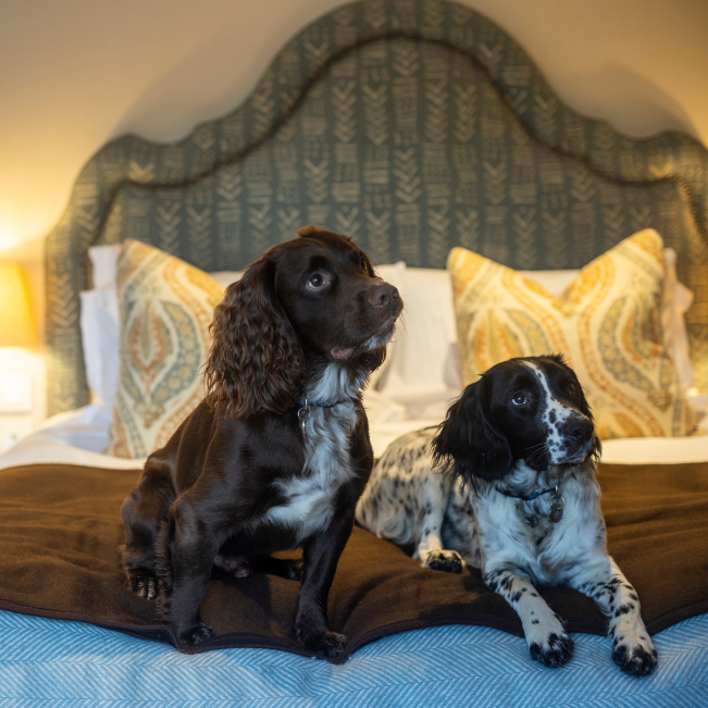 Your Guide to Dog-Friendly Travel in the Lake District