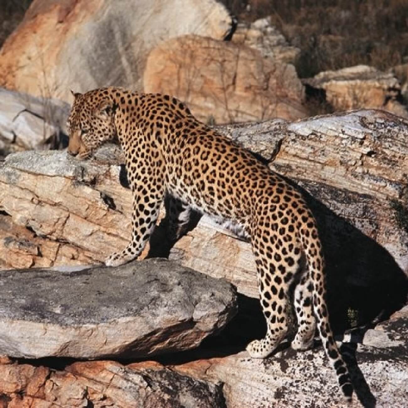 The Leeu Big 5: Wildlife at Leeu Estates