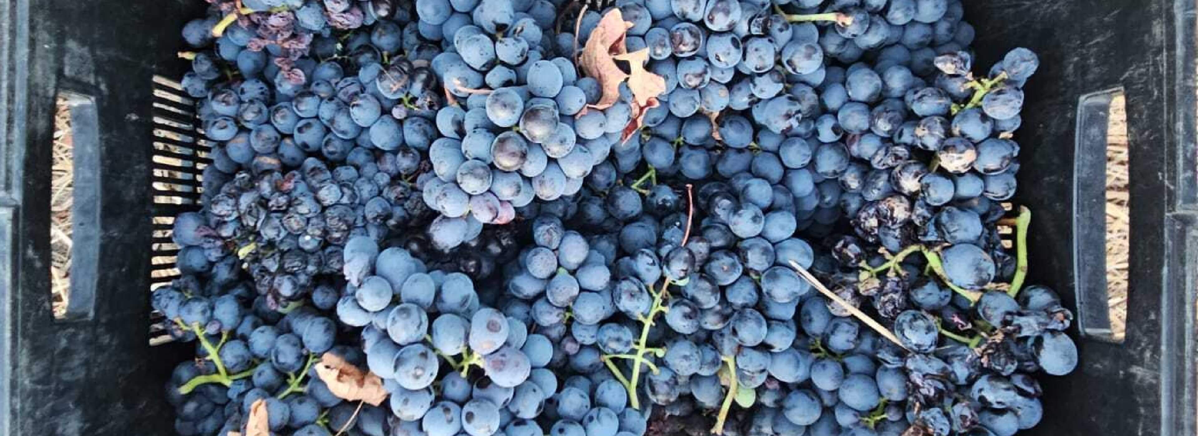 Leeucollection blog - 2025 Leeu Passant Harvest: A Vintage to Watch hero slide 1