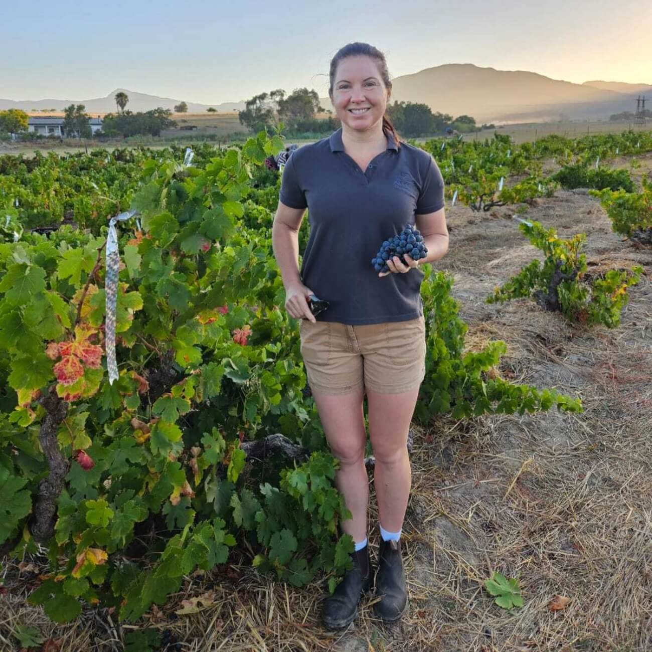 Leeucollection blog - 2025 Leeu Passant Harvest: A Vintage to Watch 2