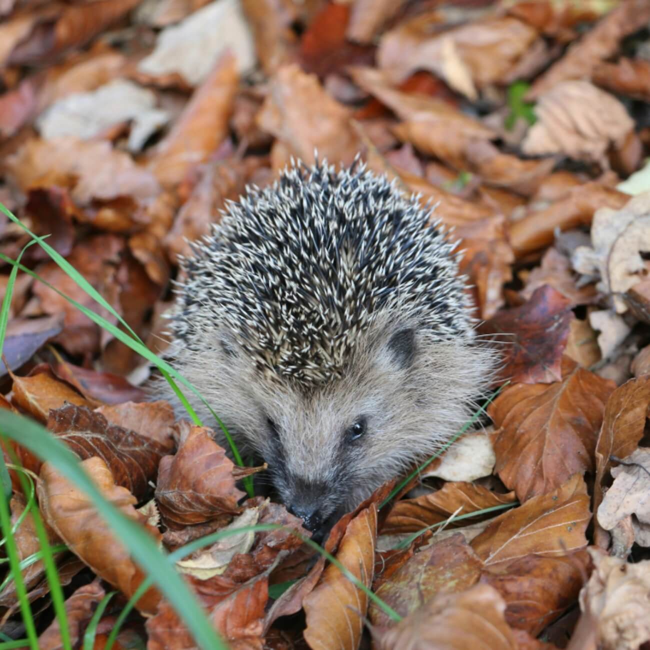 Leeucollection blog - The Leeu Big 5: Wildlife at Leeu Estates 2