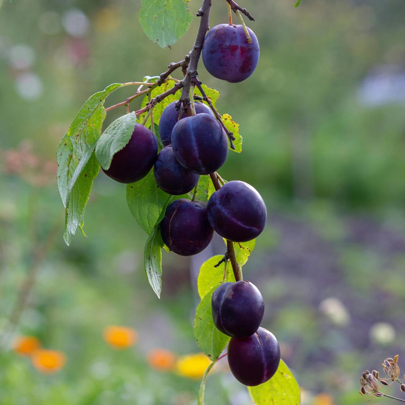 Leeucollection blog - A Taste of Summer | Plum Season in the Leeu Locally Grown Gardens 1