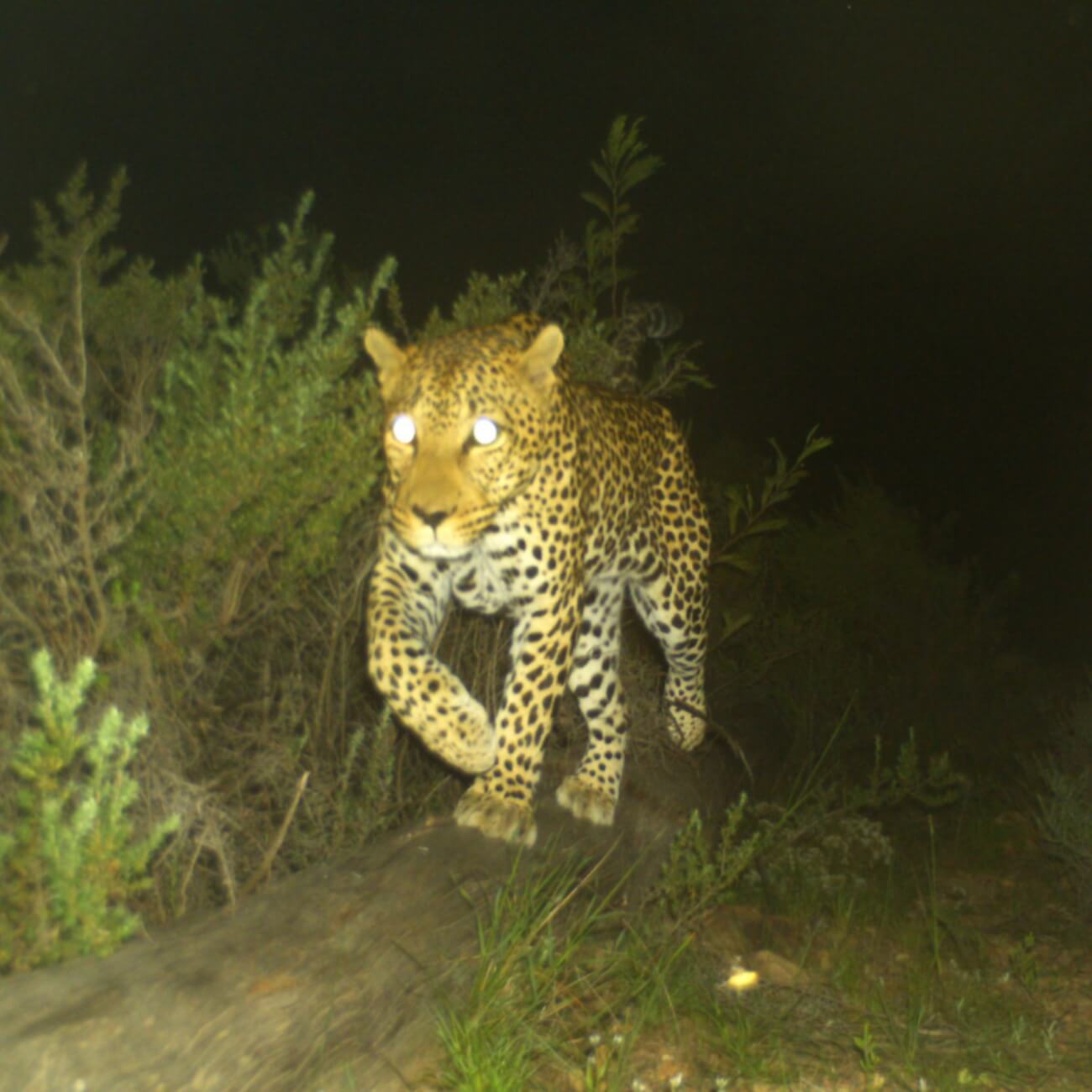 Leeucollection blog - The Leeu Big 5: Wildlife at Leeu Estates 1