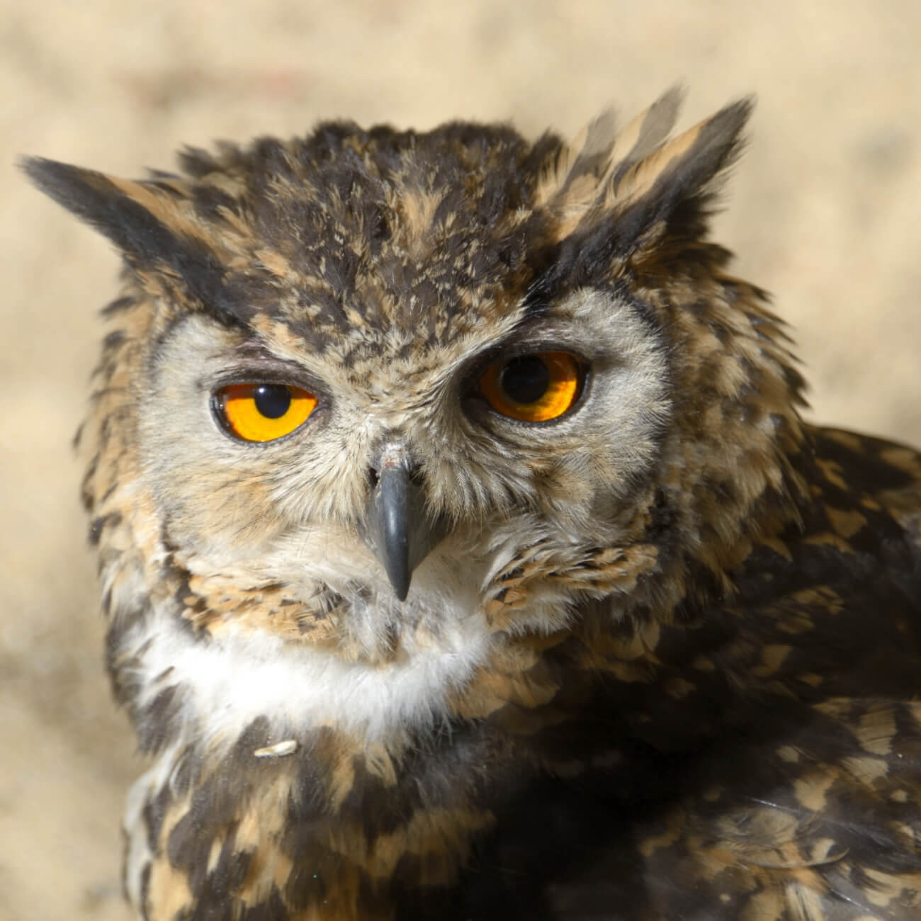 Leeucollection blog - Leeu Collection Wildlife 3