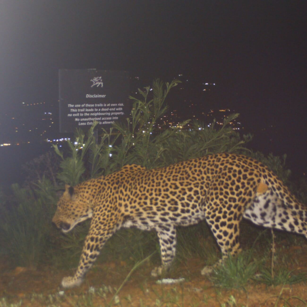 Leeucollection blog - The Leeu Big 5: Wildlife at Leeu Estates 3