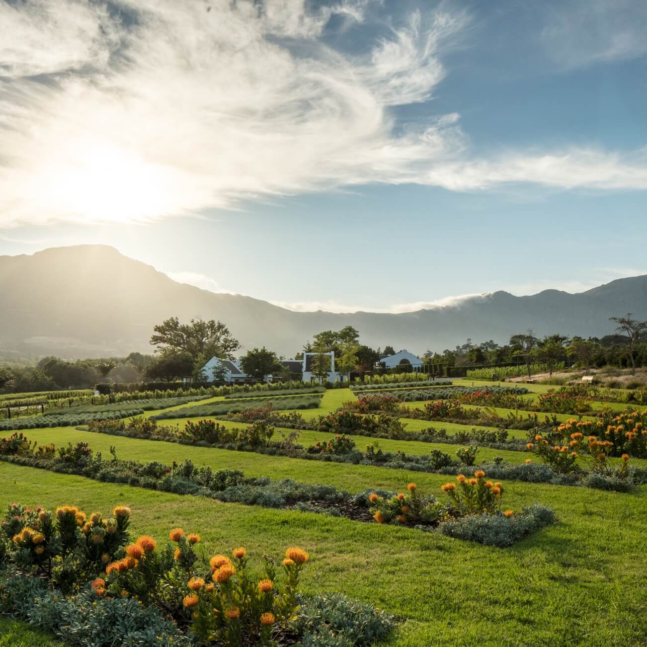 The manicured Leeu Estates gardens are offset by the rugged mountains that surround the property