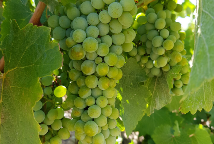 The Mullineuxs will harvest about 250 tons between both their Leeu Passant cellar in Franschhoek and Mullineux cellar in the Swartland