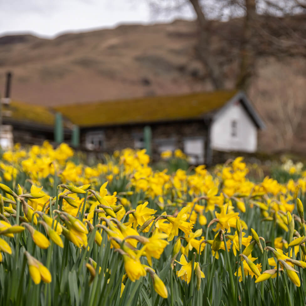 A host of Golden Daffodils” - Wordsworth image