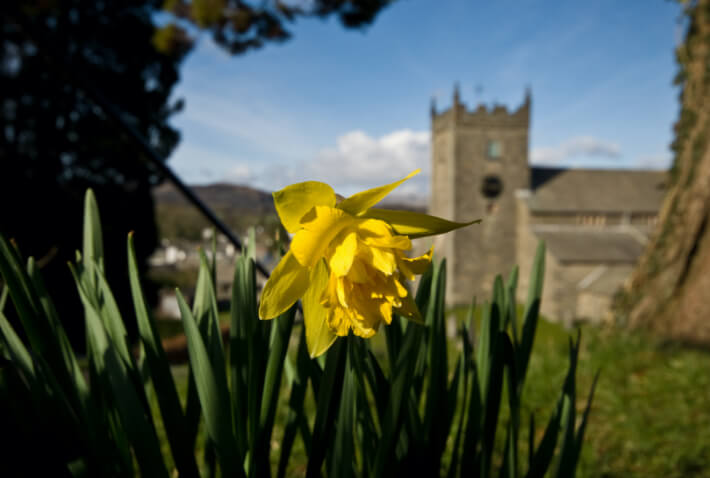 Daffodils near the Church