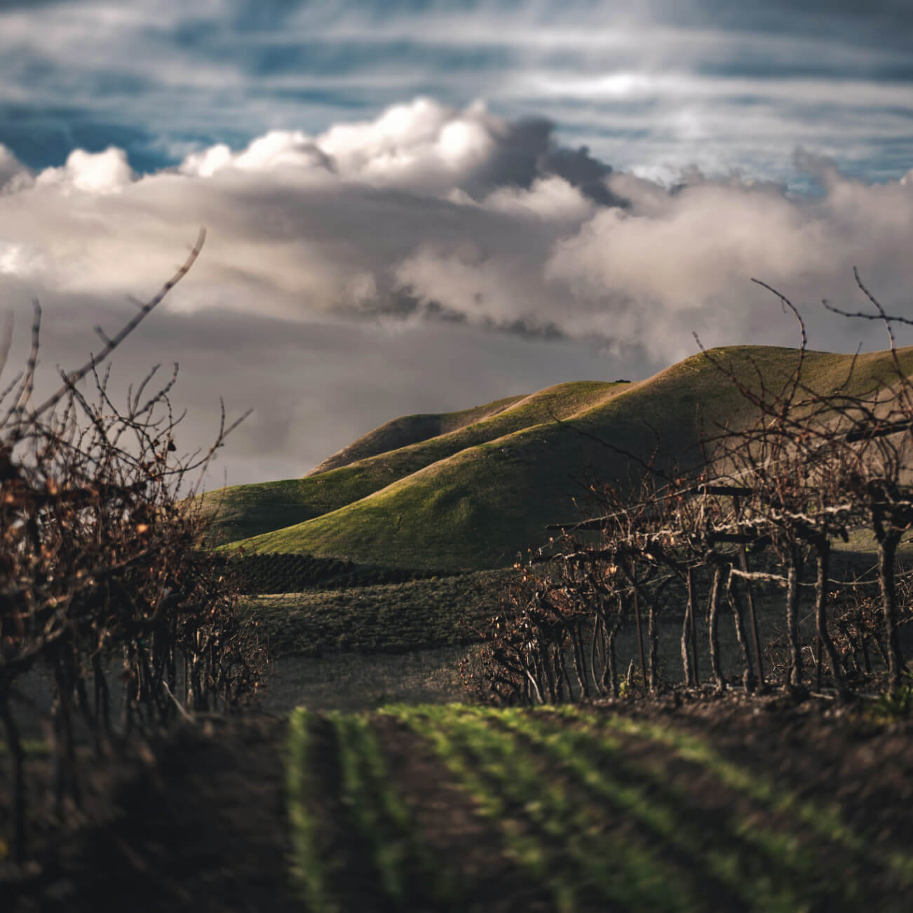 A Winelands Winter image