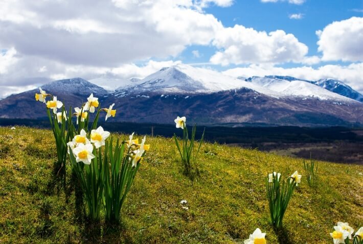 Daffodils in Ullswater