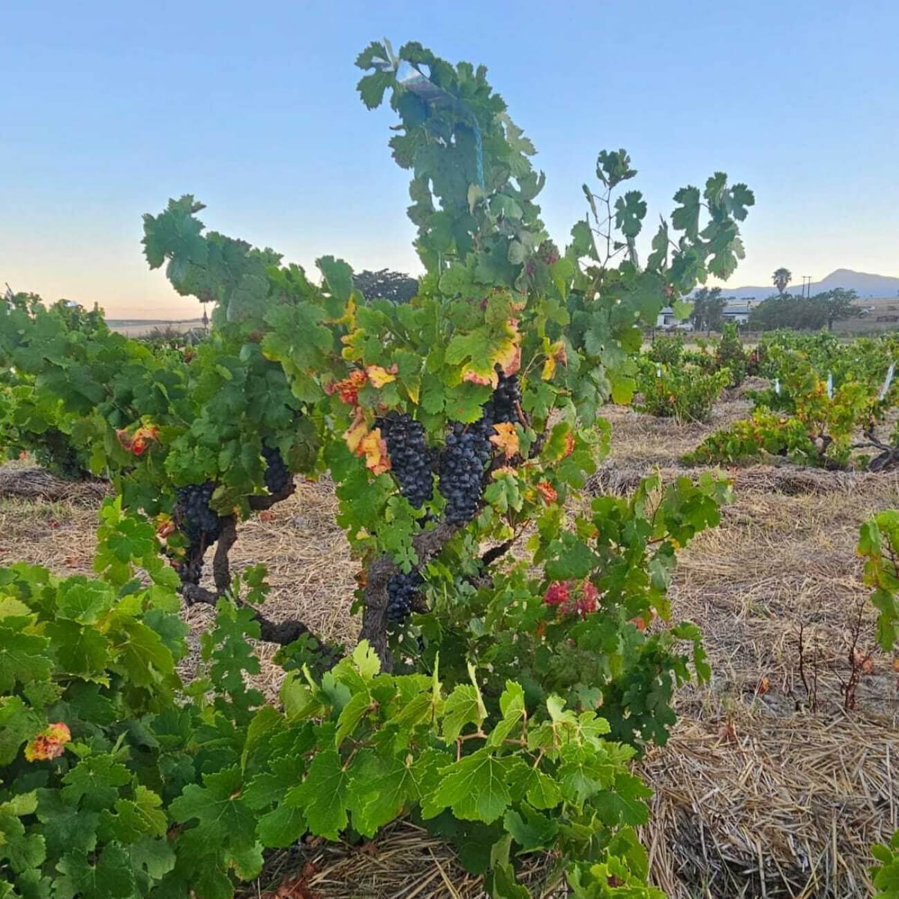 Leeucollection blog - 2025 Leeu Passant Harvest: A Vintage to Watch 1