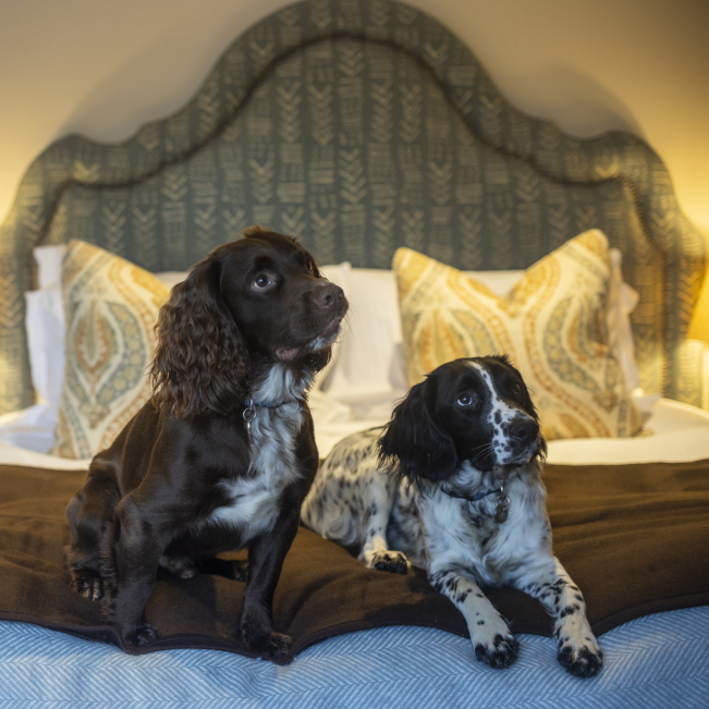 Leeu Collection UK YOUR DOG'S HOME AWAY FROM HOME Image 4